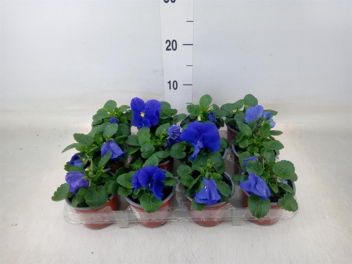 <h4>Viola wr. 'Flair Light Blue'</h4>