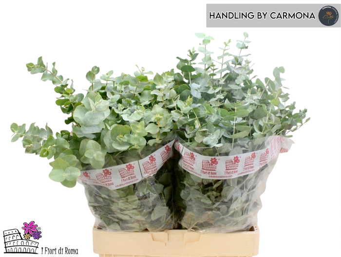 <h4>EUC BABY BLUE P BS</h4>