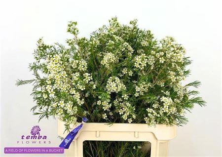 <h4>Chame Grace</h4>