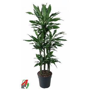 Dracaena Janet Lind 90-carrousel