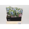 Oxypetalum Tweedia Blue