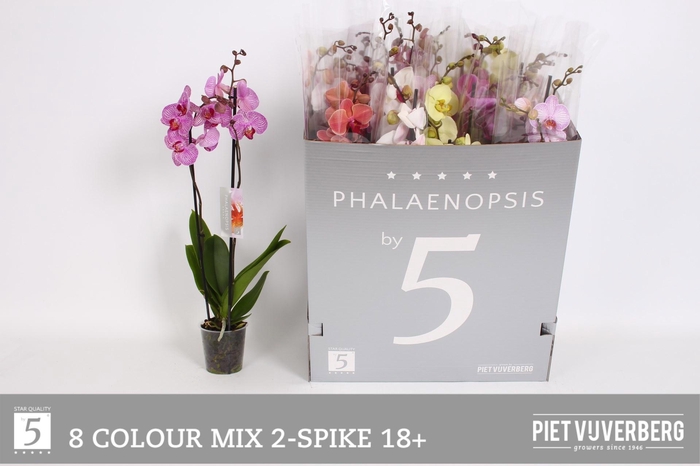 <h4>PHAL GEM 8 KL</h4>