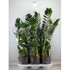 Zamioculcas zamiifolia