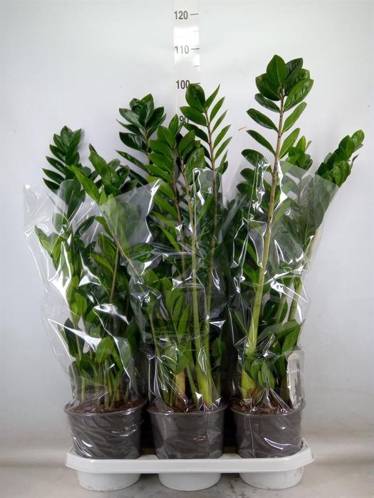 <h4>Zamioculcas zamiifolia</h4>
