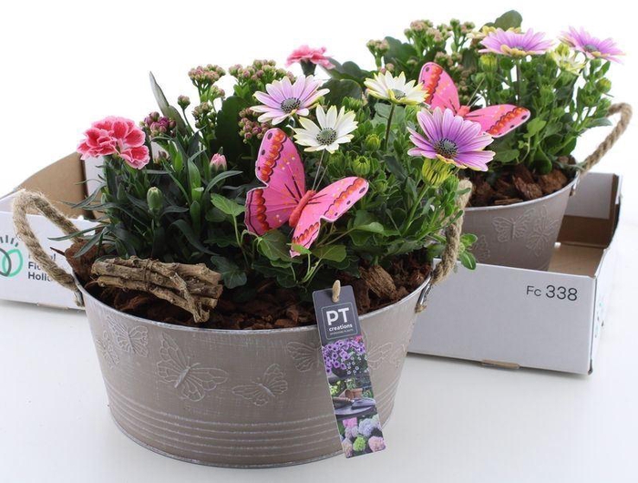 <h4>ARR TUINPLANTEN</h4>
