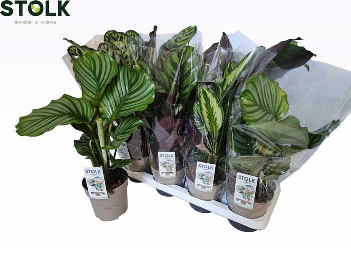 <h4>CALAT GEM 4 SRT</h4>