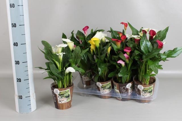 <h4>ZANT GEM 6 KL</h4>