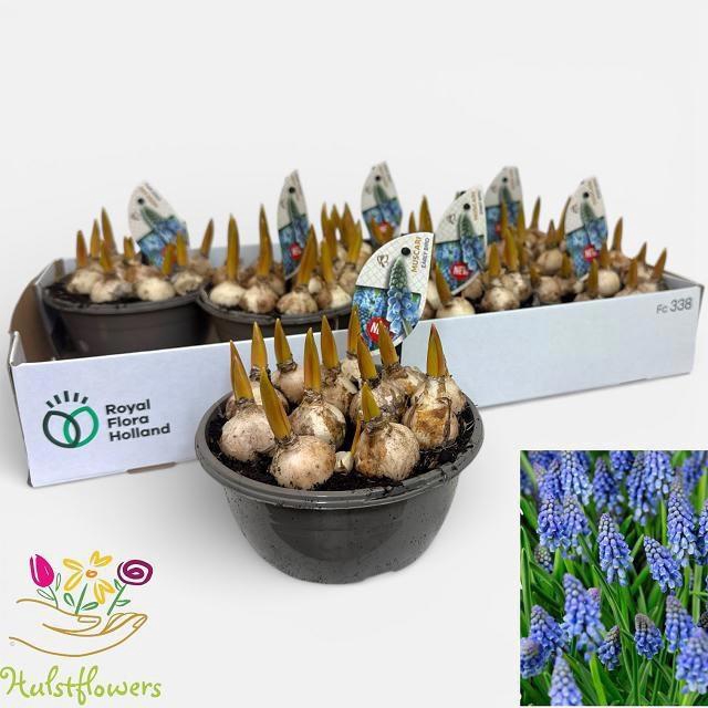 <h4>MUSCAR EARLY BIRD</h4>