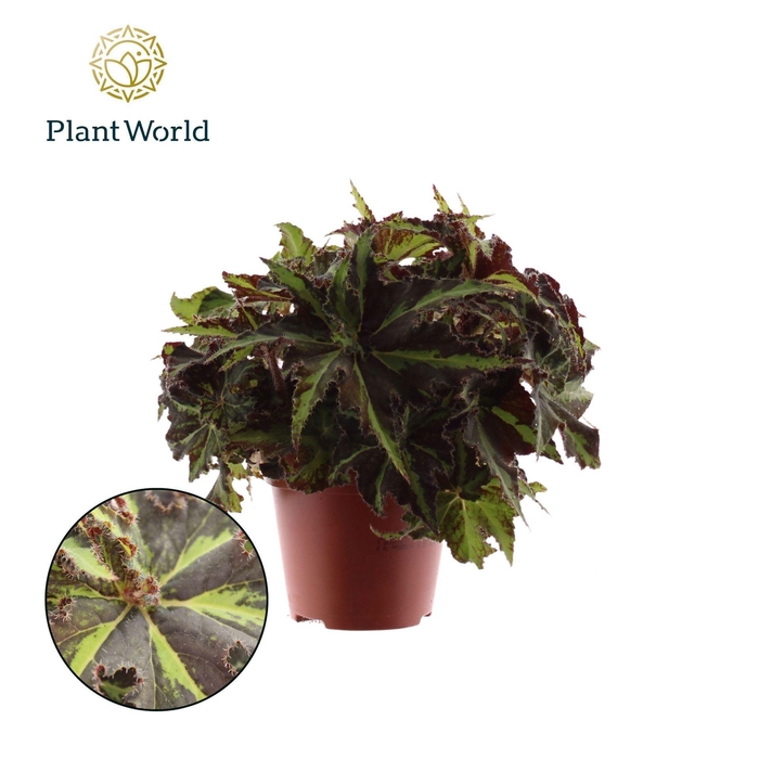 <h4>Begonia (Rex Grp) Magic Colours Lio</h4>