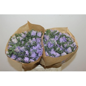 Anem Marianne Powder Lavender