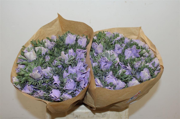 <h4>Anem Marianne Powder Lavender</h4>