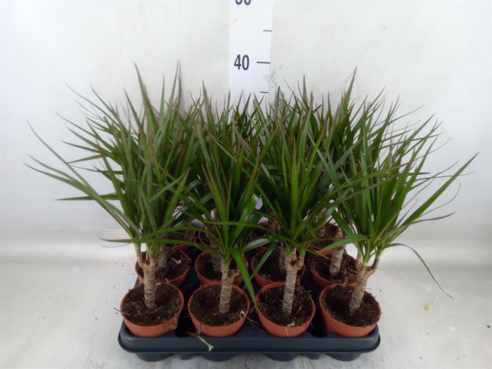 <h4>Dracaena marg.</h4>