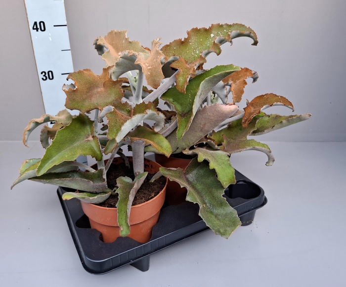 <h4>Kalanchoe Beharensis 17 cm</h4>