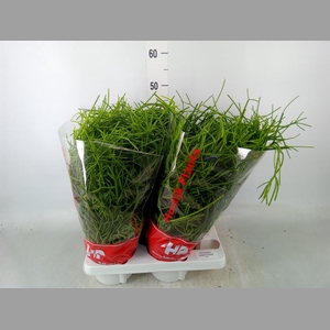 Rhipsalis heteroclada