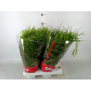 Rhipsalis heteroclada