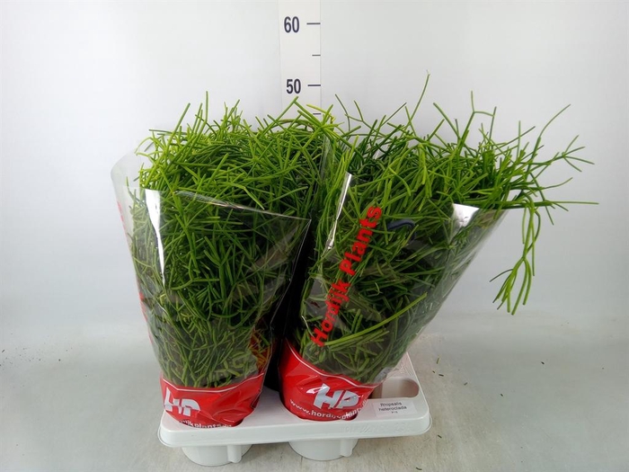 <h4>Rhipsalis heteroclada</h4>