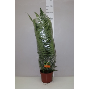 Dicksonia Antarctica