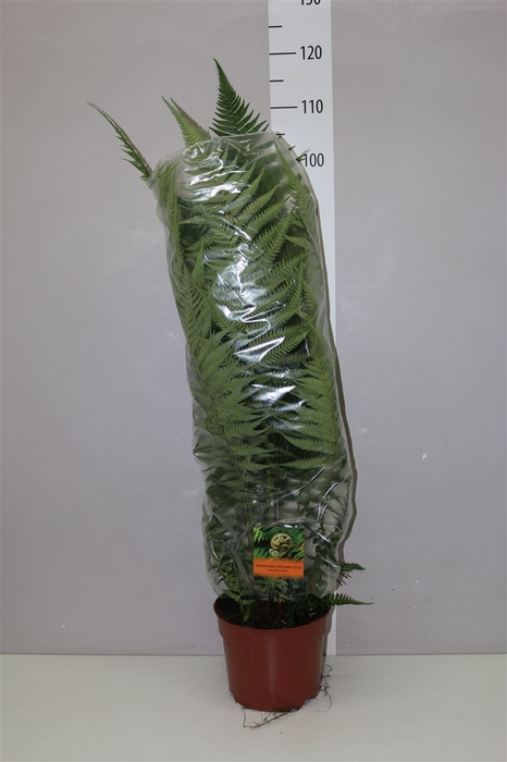 <h4>Dicksonia Antarctica</h4>