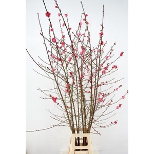 PRUNUS MELRED VERTAKT 180CM