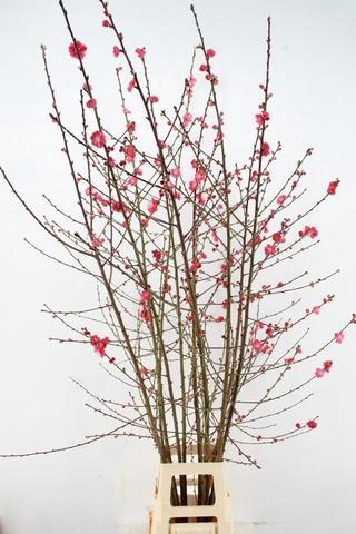 <h4>PRUNUS MELRED VERTAKT 180CM</h4>