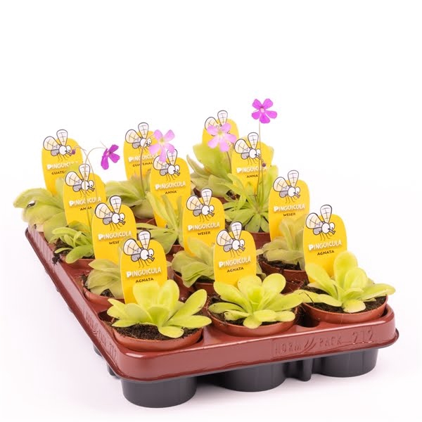 <h4>Pinguicula mix</h4>