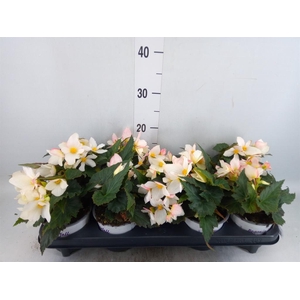 Begonia boliv. 'Beauvilia White'
