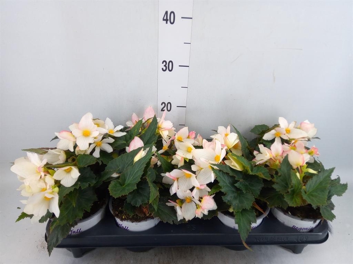 <h4>Begonia boliv. 'Beauvilia White'</h4>