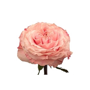 R GR PRINCESS CROWN