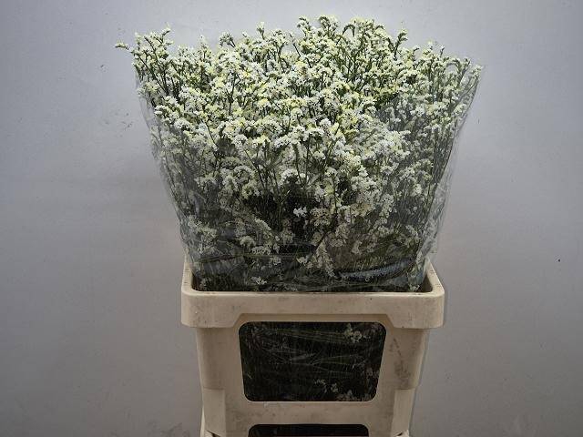 <h4>Lim Mountain Diamond Bakker</h4>