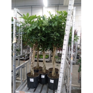 Schefflera arbor. 'Compacta'