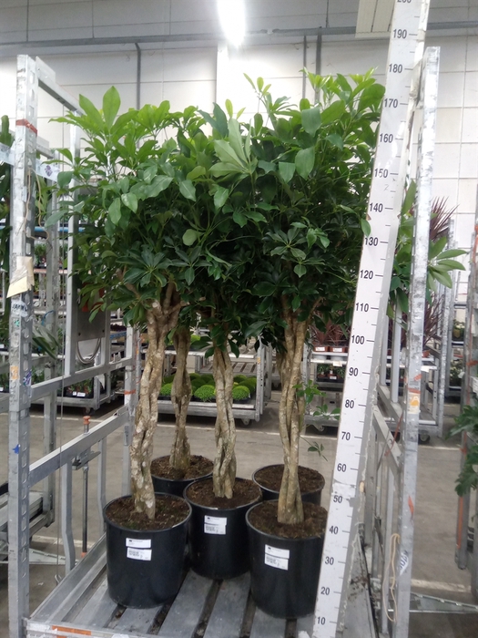 <h4>Schefflera arbor. 'Compacta'</h4>