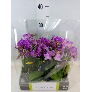 Phalaenopsis multi.   ...lilac