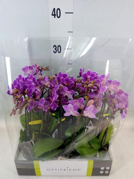 <h4>Phalaenopsis multi.   ...lilac</h4>