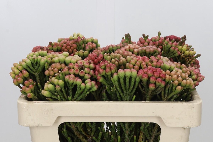 <h4>Kaaps Groen Red Brunia Small</h4>
