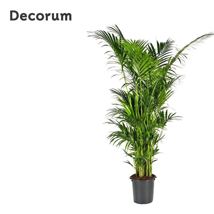 <h4>Howea forsteriana 280cm (Kentia) Decorum</h4>