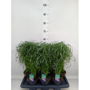 Cyperus alternifolius