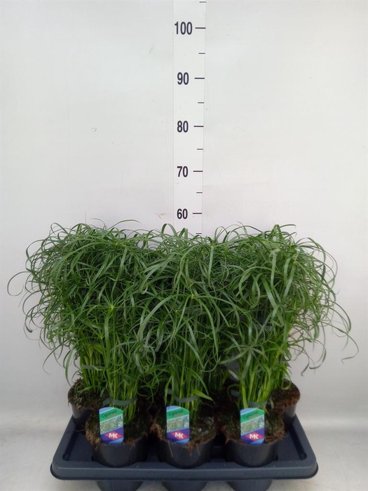 <h4>Cyperus alternifolius</h4>