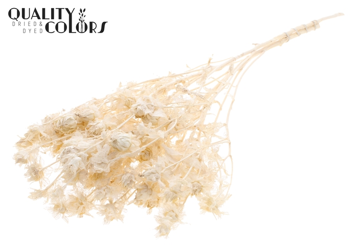 <h4>Carthamus per bunch Bleached</h4>