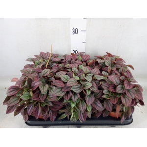 Peperomia caperata 'Cayenne'