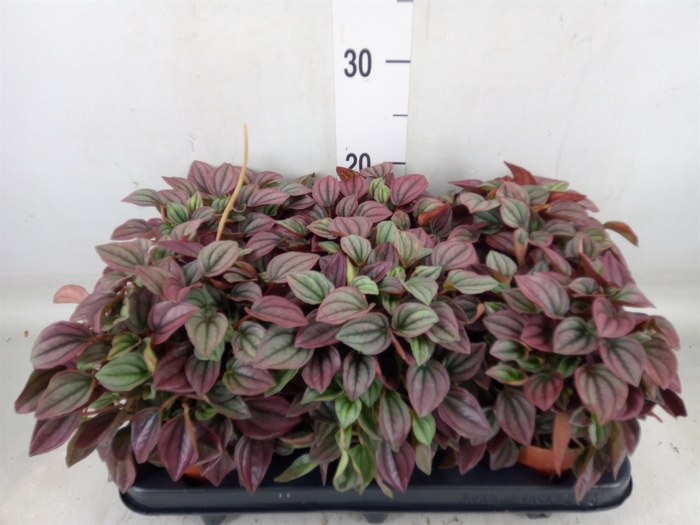 <h4>Peperomia caperata 'Cayenne'</h4>