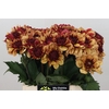 Dahlia Creme de Cognac