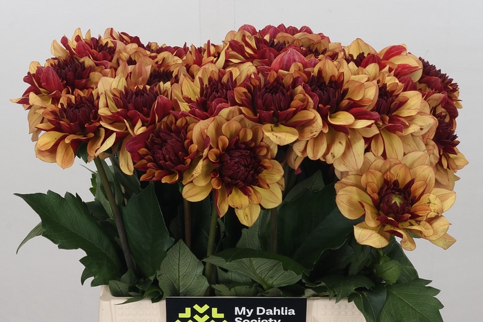 <h4>Dahlia Creme de Cognac</h4>