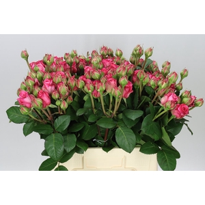 Rosa Tr Freiland Ashley