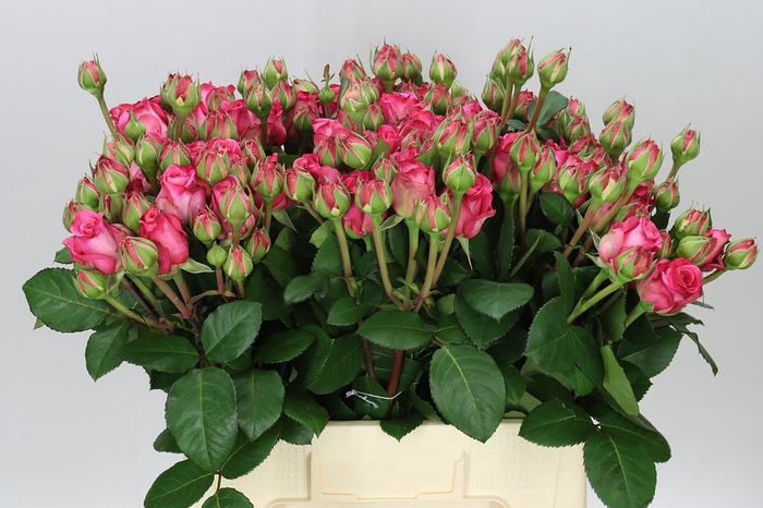 <h4>Rosa Tr Freiland Ashley</h4>