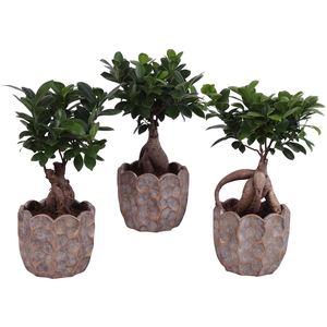 Ficus m. Ginseng Ball Shape Ø12cm in Ø15cm Ceramic PL670