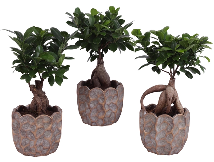 <h4>Ficus m. Ginseng Ball Shape Ø12cm in Ø15cm Ceramic PL670</h4>