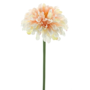 Wild zinnia pick 28cm champagne