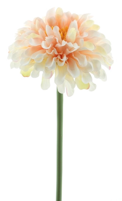 <h4>Wild zinnia pick 28cm champagne</h4>