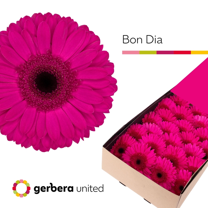 <h4>Gerbera bon dia</h4>