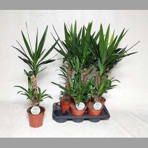 YUCCA